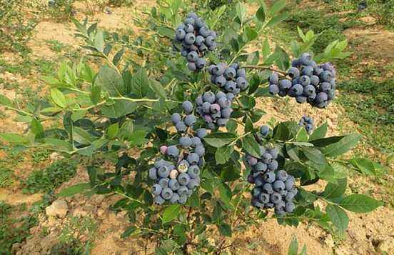 藍莓專用硫磺粉對于藍莓生產的使用
